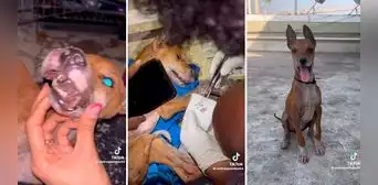 Perrito callejero es rescatado y ahora tiene una mejor vida: “Ellos no merecen sufrir” Perrito callejero es rescatado y ahora tiene una mejor vida: “Ellos no merecen sufrir”