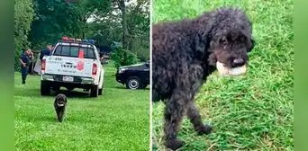 Perrito roba pan en pleno allanamiento de la Policía: “Eso sí es aprovechar las oportunidades” Perrito roba pan en pleno allanamiento de la Policía: “Eso sí es aprovechar las oportunidades”