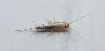 Pececillos de plata: por qué debes preocuparte si ves este insecto en casa