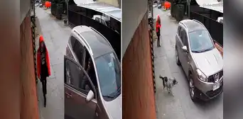 Momento en el que un perro frustra un asalto para defender a una niña que regresaba del colegio Momento en el que un perro frustra un asalto para defender a una niña que regresaba del colegio