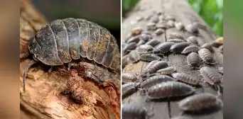 ¿Por qué no debes matar a los chanchitos de tierra que ves en tu casa y cuál es su nombre real? ¿Por qué no debes matar a los chanchitos de tierra que ves en tu casa y cuál es su nombre real?