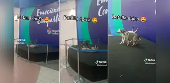 Al mismo estilo de la WWE: perritos protagonizan ‘tensa’ pelea en un ring