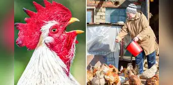 El trágico caso de una adulta mayor asesinada por su gallo: fue hallada desangrada El trágico caso de una adulta mayor asesinada por su gallo: fue hallada desangrada
