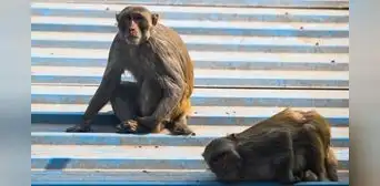Niño de 3 años muere luego de que un grupo de monos le lanzaran una piedra