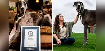 ¿Cuánto mide el perro más grande del mundo y en qué país se encuentra? ¿Cuánto mide el perro más grande del mundo y en qué país se encuentra?