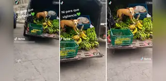 "¿Y para qué policía?": perrito no permite que nadie se acerque a la mercadería de su dueño "¿Y para qué policía?": perrito no permite que nadie se acerque a la mercadería de su dueño