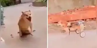 Perrito con discapacidad recibe su silla de ruedas y conmueve a usuarios: “Es muy feliz” Perrito con discapacidad recibe su silla de ruedas y conmueve a usuarios: “Es muy feliz”