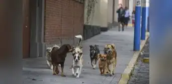 Arequipa: alcalde plantea erradicar a perros callejeros