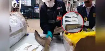 Sacrificó a 32 tiburones para exportar sus aletas y ahora irá 5 años a la cárcel