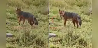 “Mira, el amigo de Run Run”: zorrito andino es captado por ciudadanos en Cajamarca “Mira, el amigo de Run Run”: zorrito andino es captado por ciudadanos en Cajamarca