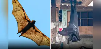 ¿Cuánto mide el zorro volador filipino, el murciélago más grande del mundo? ¿Cuánto mide el zorro volador filipino, el murciélago más grande del mundo?