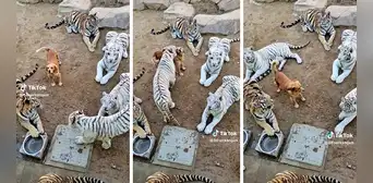Perrita sorprende al vivir rodeada de gigantescos tigres: "Sin miedo al éxito"