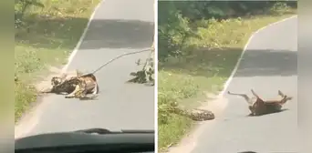 ¡Sorprendente! Persona salva a un ciervo de ser devorado por una serpiente y es viral en redes sociales