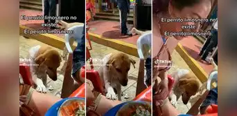Perro callejero enternece por su singular forma de pedir comida: "Qué hermoso" Perro callejero enternece por su singular forma de pedir comida: "Qué hermoso"
