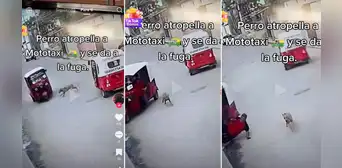 Perrito atropella mototaxi y se da a la fuga: mira el video de este sorpresivo accidente de tránsito Perrito atropella mototaxi y se da a la fuga: mira el video de este sorpresivo accidente de tránsito