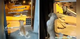 Perrito se emociona al ver llegar a su dueño y enternece a usuarios: “El amor verdadero sí existe” Perrito se emociona al ver llegar a su dueño y enternece a usuarios: “El amor verdadero sí existe”