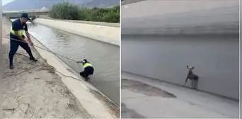 Serenos salvan de morir a perrito que cayó en canal de agua en Áncash: "¡Qué buena acción!" Serenos salvan de morir a perrito que cayó en canal de agua en Áncash: "¡Qué buena acción!"