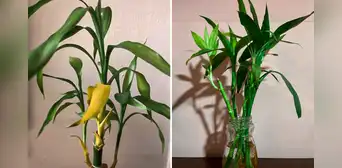 Bambú de la suerte: ¿qué hacer cuando se pone amarillo y dónde ubicarlo en casa para atraer la buena fortuna?
