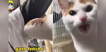 Minino huele las axilas de su dueña y su reacción se vuelve viral: “Gato fetiche” Minino huele las axilas de su dueña y su reacción se vuelve viral: “Gato fetiche”