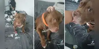 Perrito destroza un peluche y la manera de pedir perdón se hace viral: “Tan tierno”