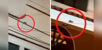 Pueblo Libre: vecinos denuncian invasión de ratas por criadero de gallos Pueblo Libre: vecinos denuncian invasión de ratas por criadero de gallos