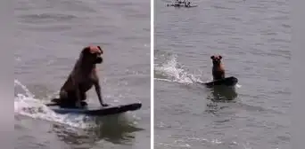 Perrito sorprende con su curiosa habilidad para surfear: “Qué porte y equilibrio”