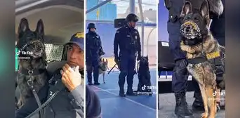 Perrito policía se jubila y recibe tierno homenaje: "Gracias por la entrega con la que nos apoyaste" Perrito policía se jubila y recibe tierno homenaje: "Gracias por la entrega con la que nos apoyaste"