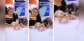 Joven lleva a su perro y su cuy a comer a KFC, y se hace viral en TikTok: "Siempre con las bendiciones"