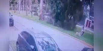 San Borja: una pareja y su mascota se salvaron de la muerte tras caída de un árbol de 10 metros San Borja: una pareja y su mascota se salvaron de la muerte tras caída de un árbol de 10 metros