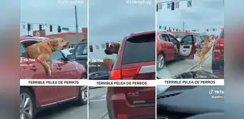 Perro se arroja por la ventana de su auto y busca 'mecha' a otro can: "La pelea del siglo"