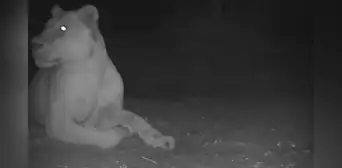 León que se creía extinto fue visto en un parque nacional de Chad luego de 20 años