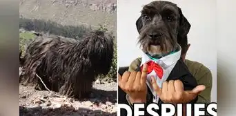 Joven cambió look de perrito callejero en Arequipa y resultado impresionó a usuarios Joven cambió look de perrito callejero en Arequipa y resultado impresionó a usuarios