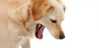 ¿Por qué los perros comen su propio vómito? Esta es la verdadera razón ¿Por qué los perros comen su propio vómito? Esta es la verdadera razón