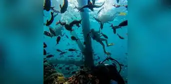 Retiro de arrecife artificial podría originar desaparición de 70 especies marinas en Piura Retiro de arrecife artificial podría originar desaparición de 70 especies marinas en Piura