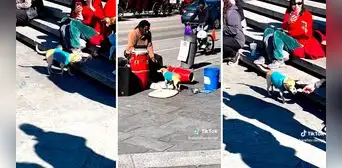 Perrito ayuda a cobrar a su dueño mientras este canta y sorprende en redes sociales: “Trabajo en equipo”