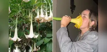 ¿Te has detenido a oler esta flor? Conoce el riesgo al que podrías verte expuesto ¿Te has detenido a oler esta flor? Conoce el riesgo al que podrías verte expuesto