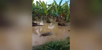 Sembríos se perjudican por nuevo desborde del río Chira