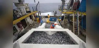 Inicio de temporada de pesca de anchovetas se aplazaría por alta incidencia de juveniles Inicio de temporada de pesca de anchovetas se aplazaría por alta incidencia de juveniles