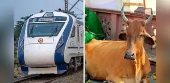 Tren choca contra vaca y esta termina matando a un hombre que se encontraba orinando Tren choca contra vaca y esta termina matando a un hombre que se encontraba orinando
