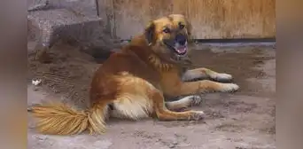 El chiribaya: el perro pastor del antiguo Perú