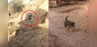 Perrito a punto de caer por un barranco es rescatado por sereno en Arequipa Perrito a punto de caer por un barranco es rescatado por sereno en Arequipa