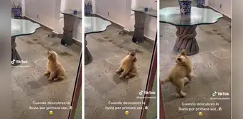 Increíble reacción de perrito que descubre la lluvia por primera vez: “¿Amigo o enemigo?" Increíble reacción de perrito que descubre la lluvia por primera vez: “¿Amigo o enemigo?"