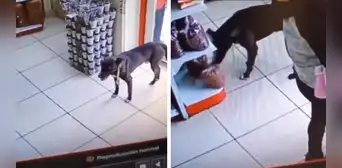 Perro roba bolsa de comida en una tienda y usuarios quedan sorprendidos: “Hurto impecable” Perro roba bolsa de comida en una tienda y usuarios quedan sorprendidos: “Hurto impecable”