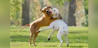 ¿Los perros se guardan rencor luego de pelearse? Esto dice un estudio ¿Los perros se guardan rencor luego de pelearse? Esto dice un estudio