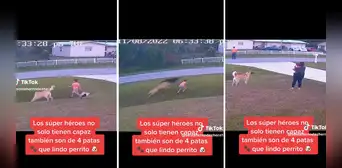 Perro defiende a niño de otros canes y usuarios se emocionan : “Amor incondicional” Perro defiende a niño de otros canes y usuarios se emocionan : “Amor incondicional”