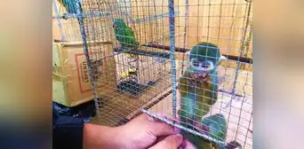Dictan prisión preventiva contra choferes de bus por presunto tráfico de fauna silvestre en Huánuco Dictan prisión preventiva contra choferes de bus por presunto tráfico de fauna silvestre en Huánuco