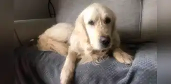 ¡27 días! Perro escapa de nuevo hogar y recorre 64 km para volver con dueños que lo abandonaron