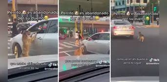 Perro es abandonado por su dueño en medio de la pista y usuarios se indignan: “¡Qué dolor!”