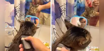 Gatito se 'pone' guapo y capta miradas en redes sociales: “Qué lindo michi” Gatito se 'pone' guapo y capta miradas en redes sociales: “Qué lindo michi”