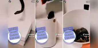 ¡Más efectivo que exterminador! Mete una serpiente por el agujero de una pared y captura a 6 ratas ¡Más efectivo que exterminador! Mete una serpiente por el agujero de una pared y captura a 6 ratas